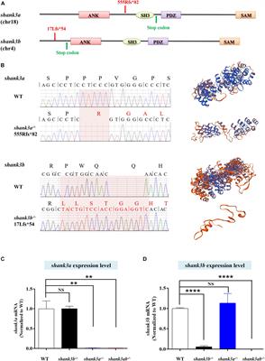 Social Deficits and Repetitive Behaviors Are Improved by Early Postnatal Low-Dose VPA Intervention in a Novel shank3-Deficient Zebrafish Model